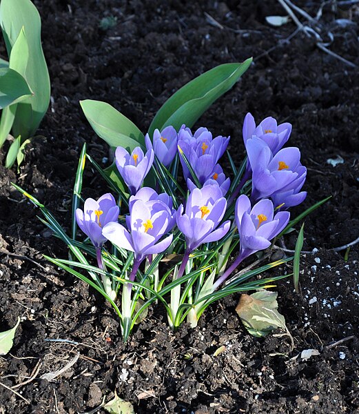 File:First crocuses April22 2013.JPG