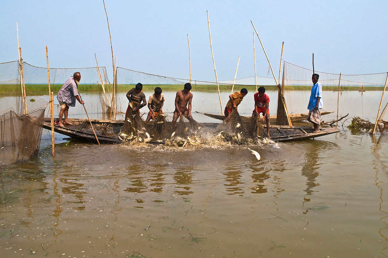 File:Fishing in the haor of Bangladesh.jpg - Wikimedia Commons