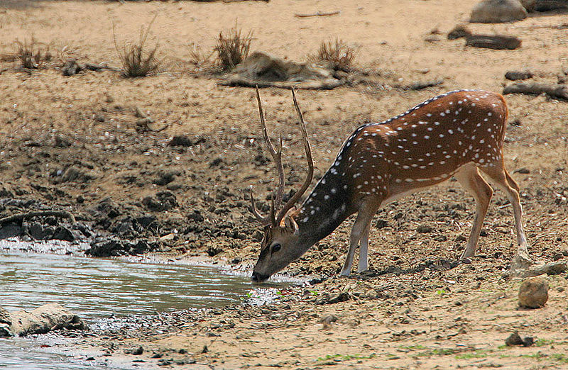 File:Flickr - Rainbirder - Cheetal Stag.jpg