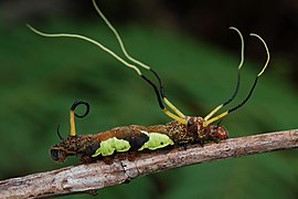 Arsenura batesii (Saturniidae, Arsenuriinae)