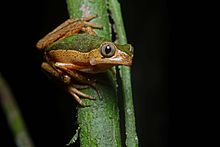 Flickr - ggallice - Treefrog (1).jpg