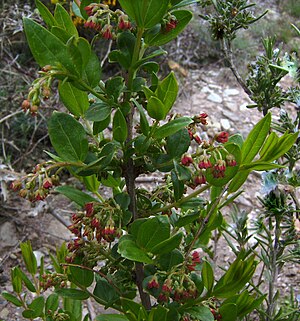 Coriaria myrtifolia with red fruits
