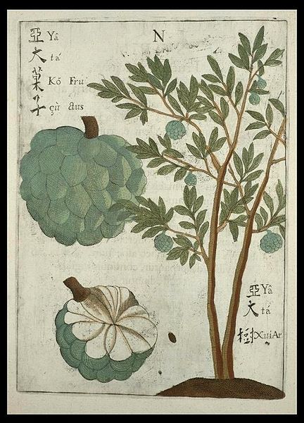 File:Flora Sinensis - Custard Apple.JPG