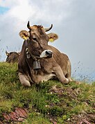 Vache de race Braunvieh à Flumserberg.