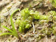 Fossombronia wondraczekii 011112.JPG