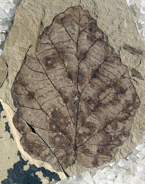 Fothergilla malloryi