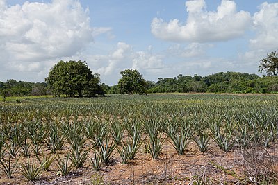 Плантация ананасов в Какао