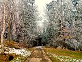 Frosted forest - Flickr - Stiller Beobachter.jpg