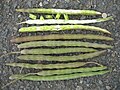 Fruits of drumstick tree (Moringa oleifera)