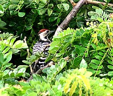 The fulvous-breasted woodpecker is an uncommon resident of Thailand. Fulvous Breasted Woodpecker I3 Picture 123.jpg