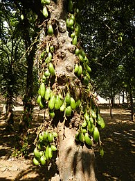 Cauliflorie bij blimbing asem (Averrhoa bilimbi)