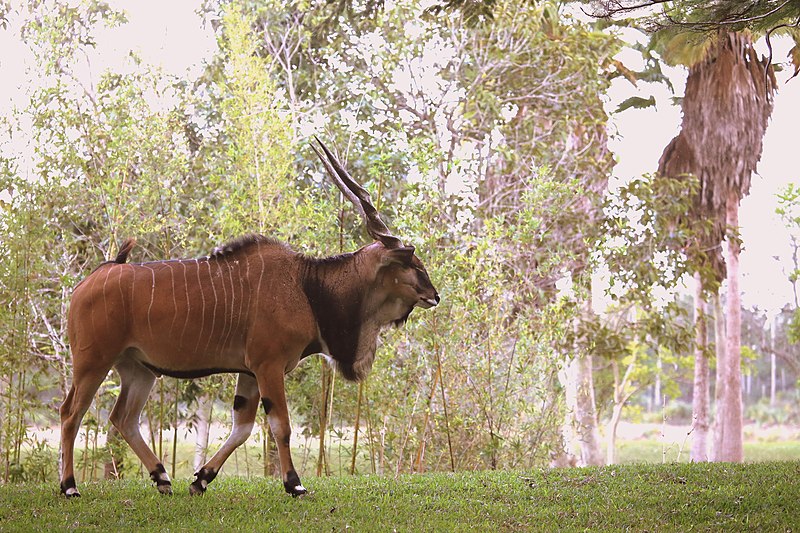 File:GIANT ELAND (11982332475).jpg