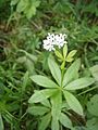 Galium odoratum