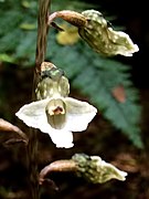 Gastrodia cunninghamii