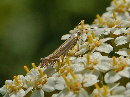 Isophrictis striatella