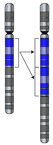 Duplication of part of a chromosome Gene-duplication.svg