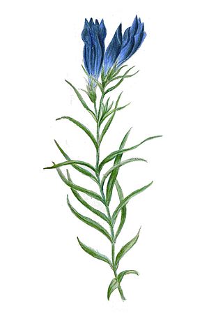 Gentiana: Descrición, Etimoloxía, Especies