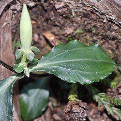 アサマリンドウ（天狗倉山、三重県北牟婁郡紀北町、2019年11月1日撮影）