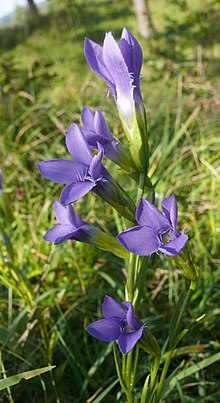 Gentianopsis ciliata