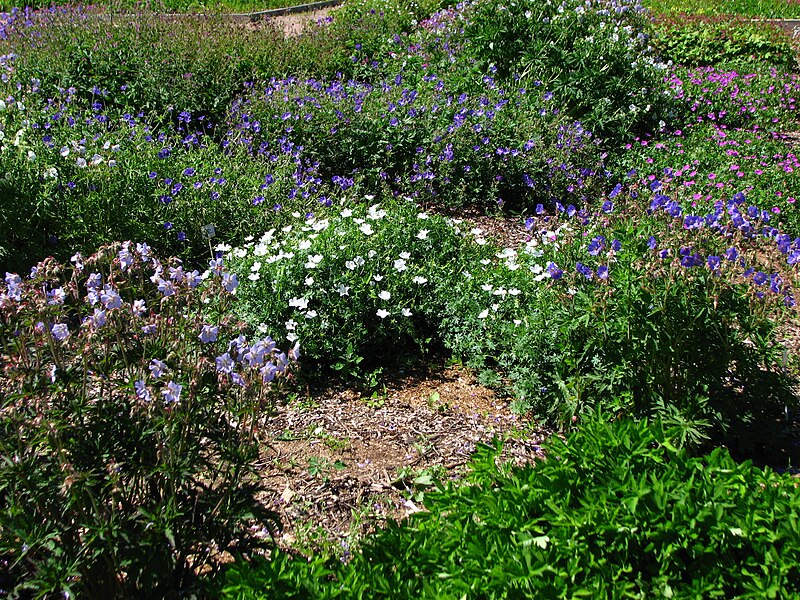 File:Geranium collection 01.JPG