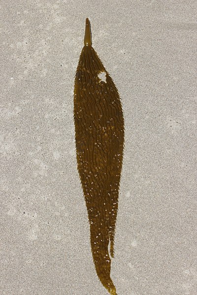 File:Giant Kelp - Macrocystis pyrifera (43168363121).jpg