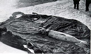 Giant squid from Dildo, Newfoundland, December 1933 (2).jpg