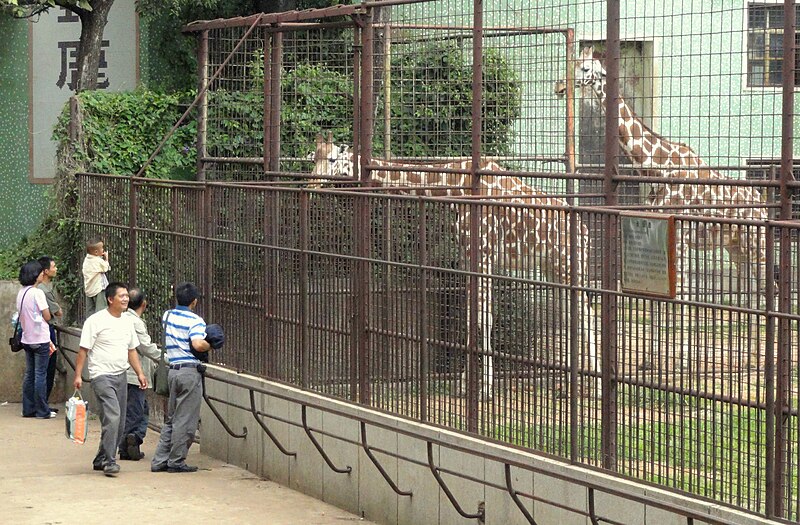 File:Giraffes - Kunming Zoo - DSC04406.JPG