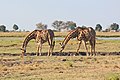 * Nomination Angolan giraffes (Giraffa camelopardalis angolensis) in Chobe National Park, Botswana --Bgag 04:44, 6 November 2018 (UTC) * Promotion Good quality. --Uoaei1 04:53, 6 November 2018 (UTC)