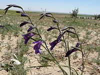 Gladiolus atroviolaceus