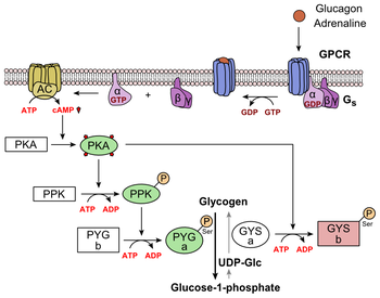 Metabolic regulation of glycogen by glucagon. Glucagon Activation.png