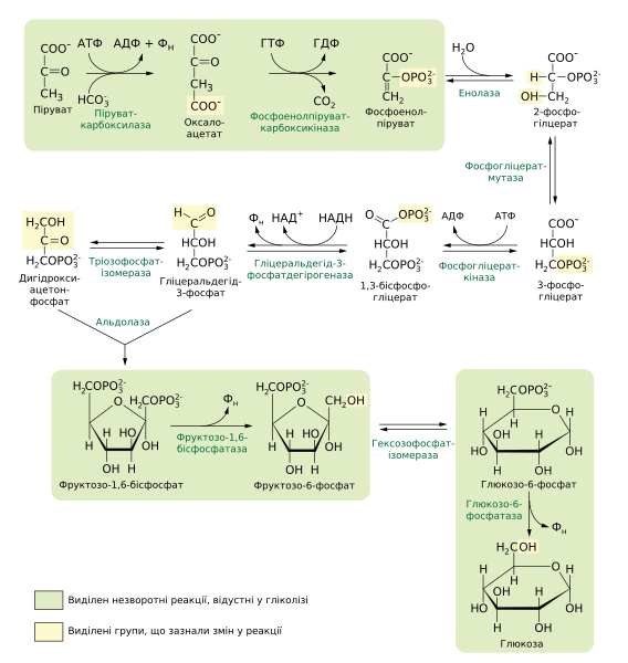 File:Gluconeogenesis uk.svg