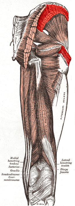 moyen glutéal Séance musculation jambes