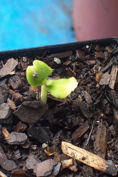 File:Gmelina leichhardtii germinating 1.JPG