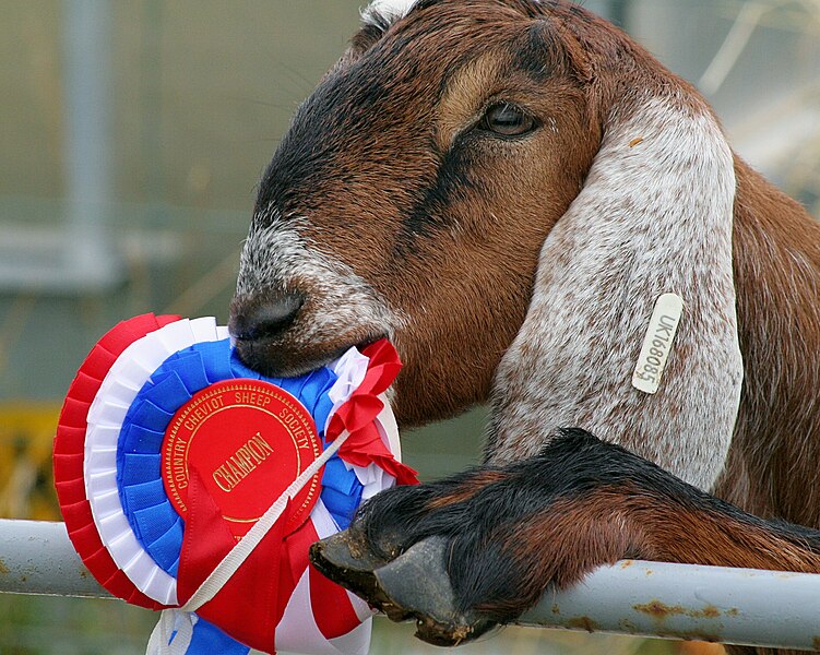 File:Goat eating ribbon.jpg