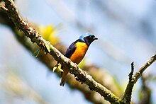 Euphonia Golden-rumped (2) .jpg