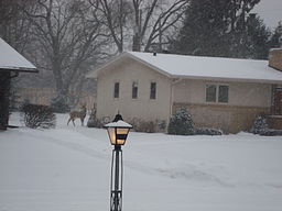 https://upload.wikimedia.org/wikipedia/commons/thumb/5/5d/Golden_Valley_Minnesota_deer_in_snow.jpg/256px-Golden_Valley_Minnesota_deer_in_snow.jpg