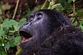 * Предлог Mountain gorilla (Gorilla beringei beringei), Bwindi Impenetrable National Park, Uganda --Poco a poco 05:04, 2 June 2024 (UTC) * Поддршка  Support Good quality. --Jakubhal 05:12, 2 June 2024 (UTC)