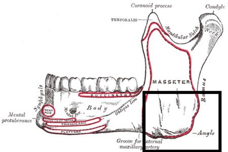 Gray176 mandibular angle.png