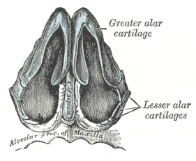 Major alar and minor alar cartilages, seen from below. Gray853.png