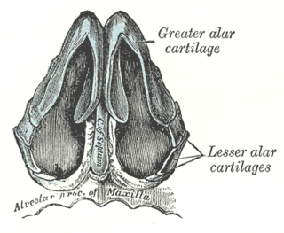<span class="mw-page-title-main">Nasal cartilages</span> Supportive structures in the nose