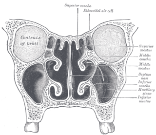 nasal conchae meatus