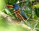 Green-backed Kingfisher (Actenoides monachus).jpg