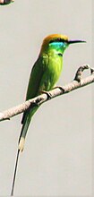 Green bee eater Green Bee Eater Pune.jpg