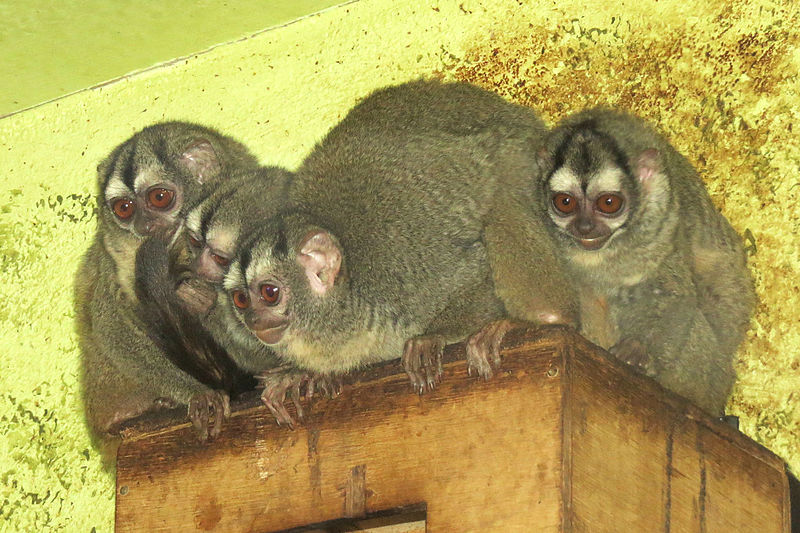 File:Grey-bellied Night Monkeys (Aotus lemurinus griseimembra).jpg