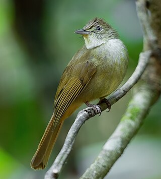 <span class="mw-page-title-main">Grey-eyed bulbul</span> Species of songbird
