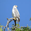 Gri çakır kuşu (Accipiter novaehollandiae) 2370.jpg