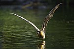 Thumbnail for File:Grey headed flying fox - skimming water - AndrewMercer - DSC00530.jpg