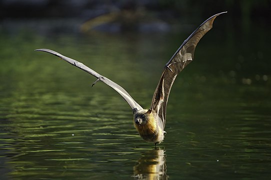 "Grey_headed_flying_fox_-_skimming_water_-_AndrewMercer_-_DSC00530.jpg" by User:Bald white guy