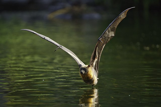 Сероголовая летучая лисица (Pteropus poliocephalus), пролетающая над водой