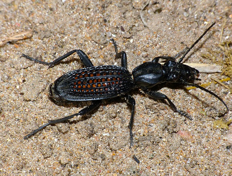 File:Ground Beetle (Cypholoba alveolata) (12033544904).jpg